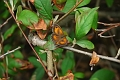 gatekeeper butterfly, gatekeep-1